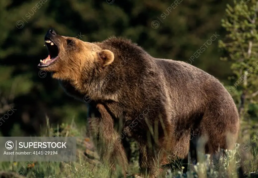american brown or grizzly bear ursus arctos growling. montana, usa. 