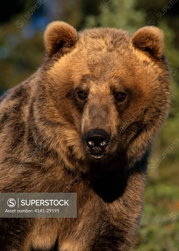 american brown or grizzly bear ursus arctos close-up portrait. montana, usa. 