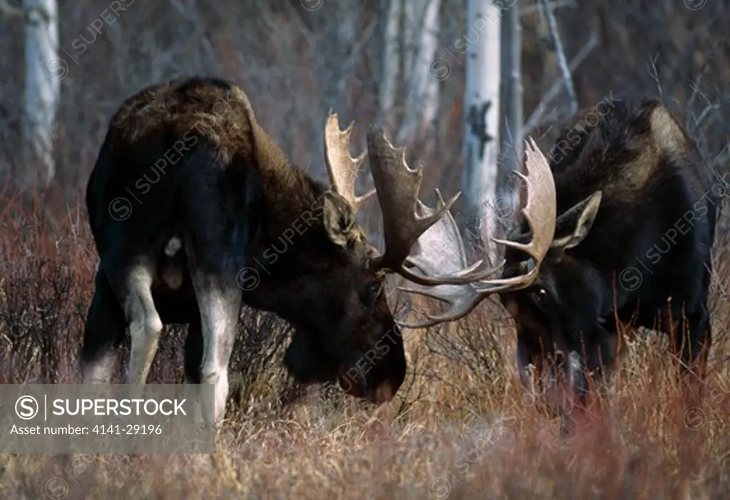 moose alces alces two bulls sparring. wyoming, usa. 