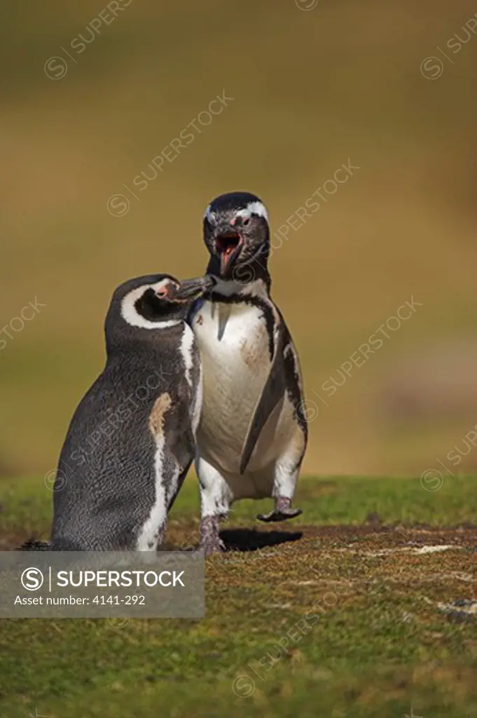 magellanic penguin male & female outside burrow spheniscus magellanicus falkland islands