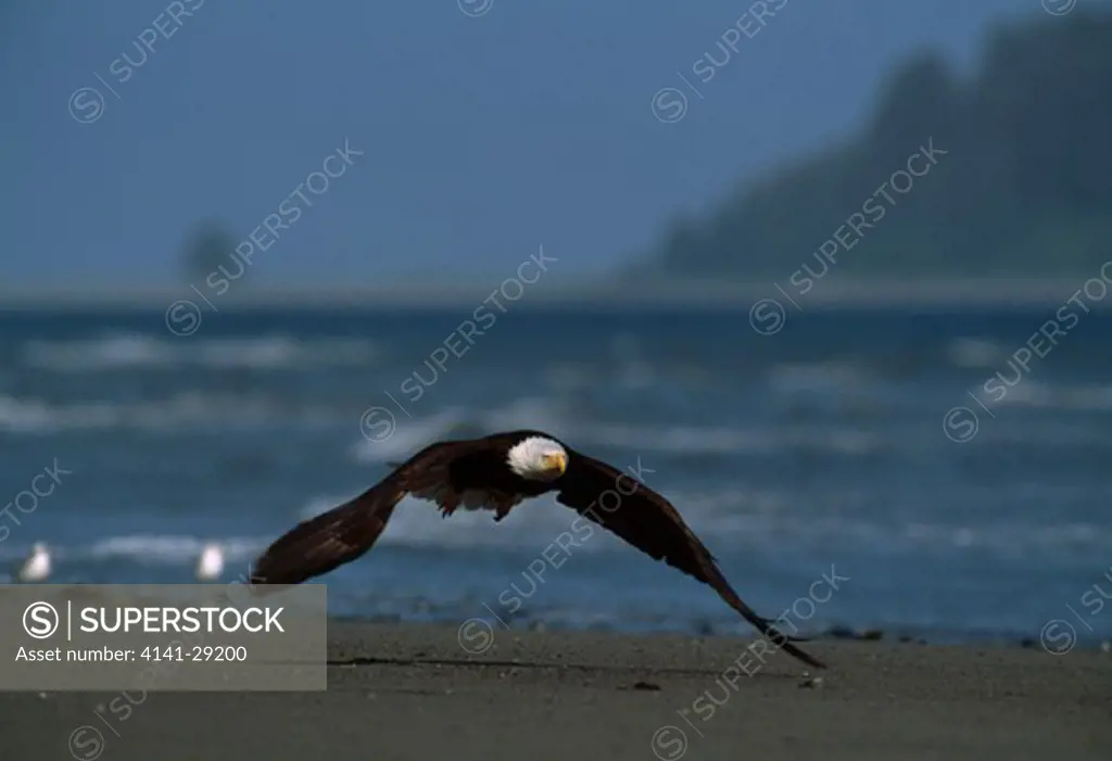 bald eagle haliaeetus leucocephalus taking off from beach. alsaka, usa. 