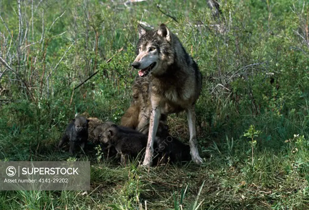 north american grey wolf canis lupus female with young cubs near den. montana, usa. 