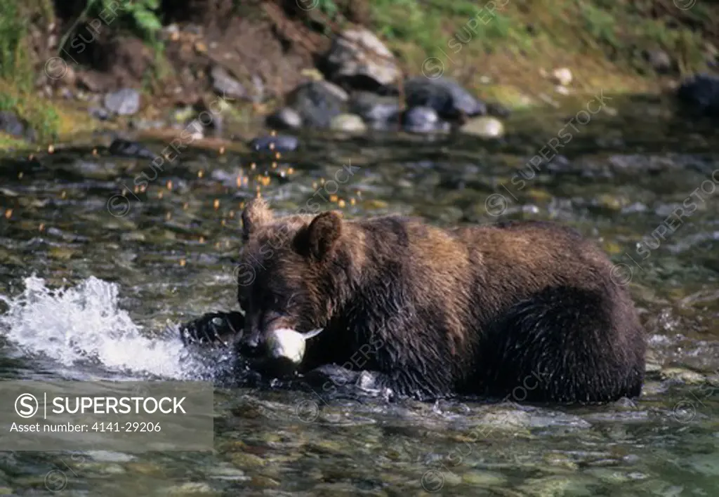 north american brown or grizzly bear ursus arctos catching salmon in stream, alaska.