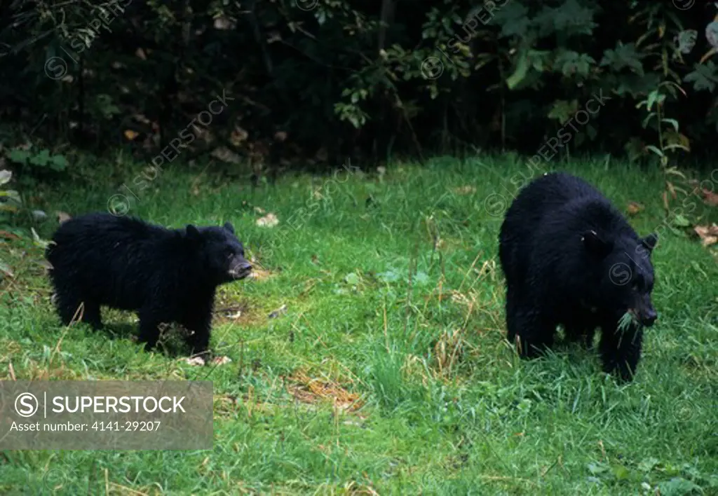 north american black bear ursus americanus sow and cub eating grass, alaska.