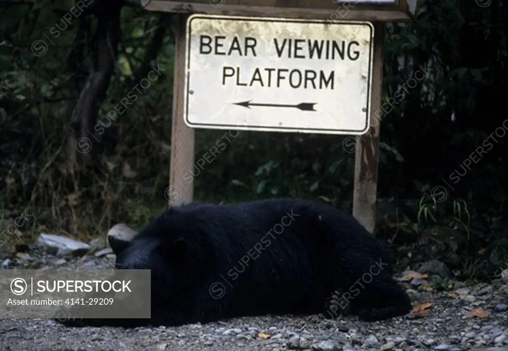 north american black bear ursus americanus resting in front of viewing platform sign, alaska.
