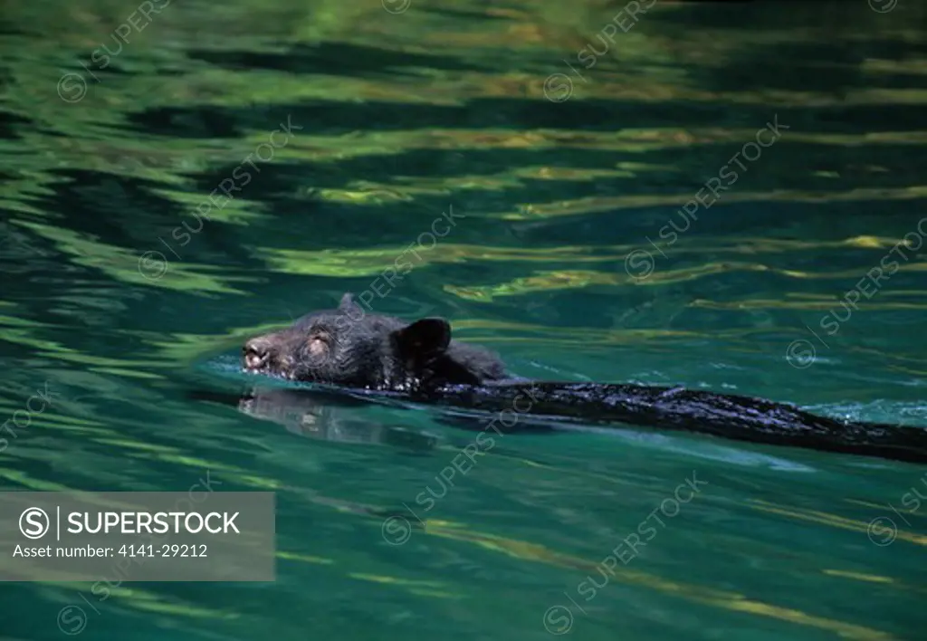 north american black bear ursus americanus swimming across pond, alaska.