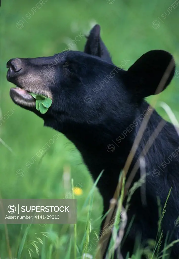 north american black bear ursus americanus eating plants, alaska.