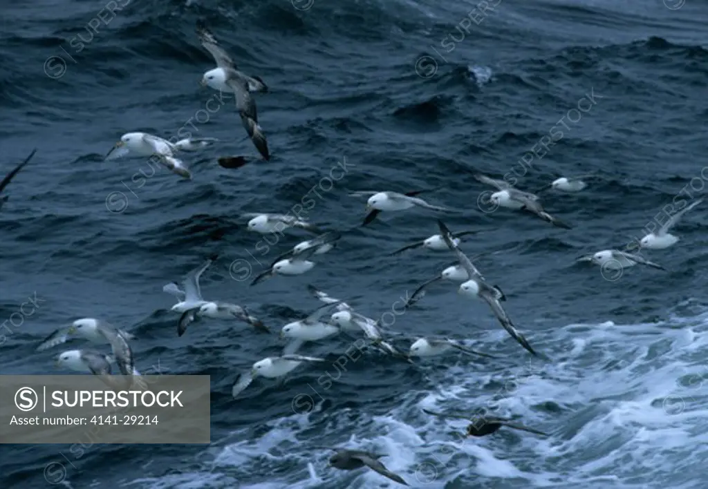 northern fulmar fulmarus glacialis flock following ship, alaska.