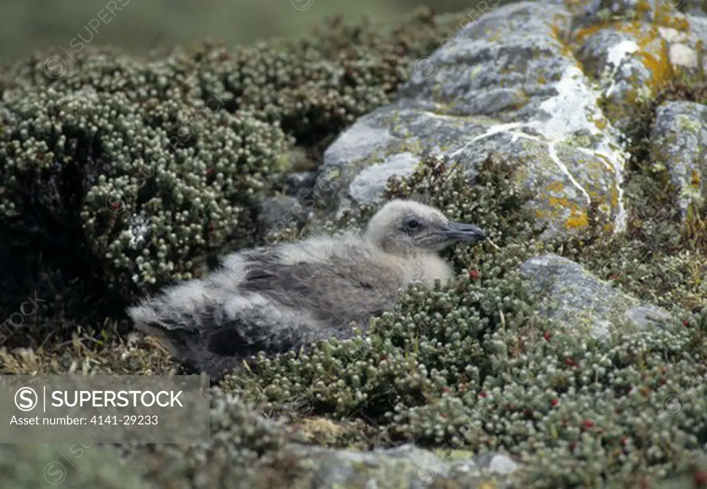 falkland skua catharacta skua antarctica chick. falkland islands.