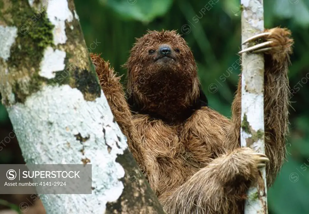 maned sloth bradypus torquatus endangered, atlantic forest bahia state, south-east brazil