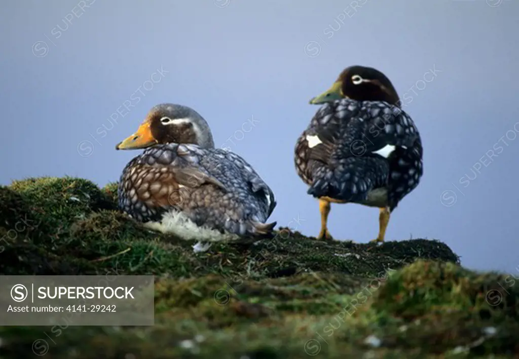 flightless steamer duck tachyeres brachypterus pair resting. falkland islands.