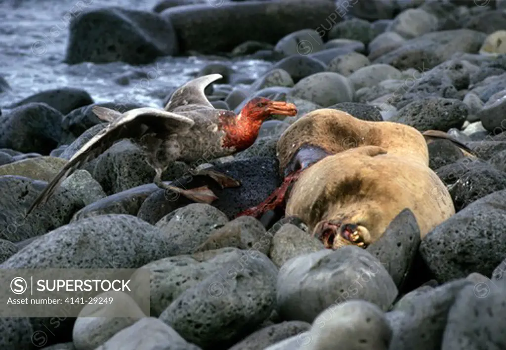 southern giant petrel macronectes giganteus feeding on seal carcass. livingstone island, antarctica.