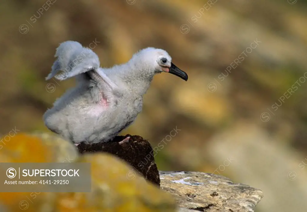 black-browed albatross diomedea melanophris chick stretching wings. falkland islands.