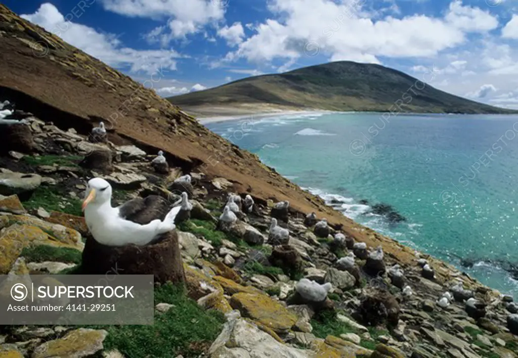 black-browed albatross diomedea melanophris colony at the neck, saunders island, falkland islands.