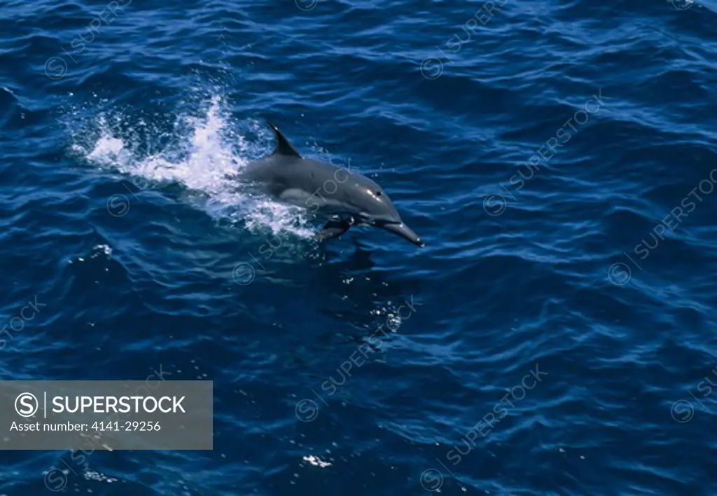 long-beaked common dolphin delphinus capensis porpoising, sea of cortes, baja.