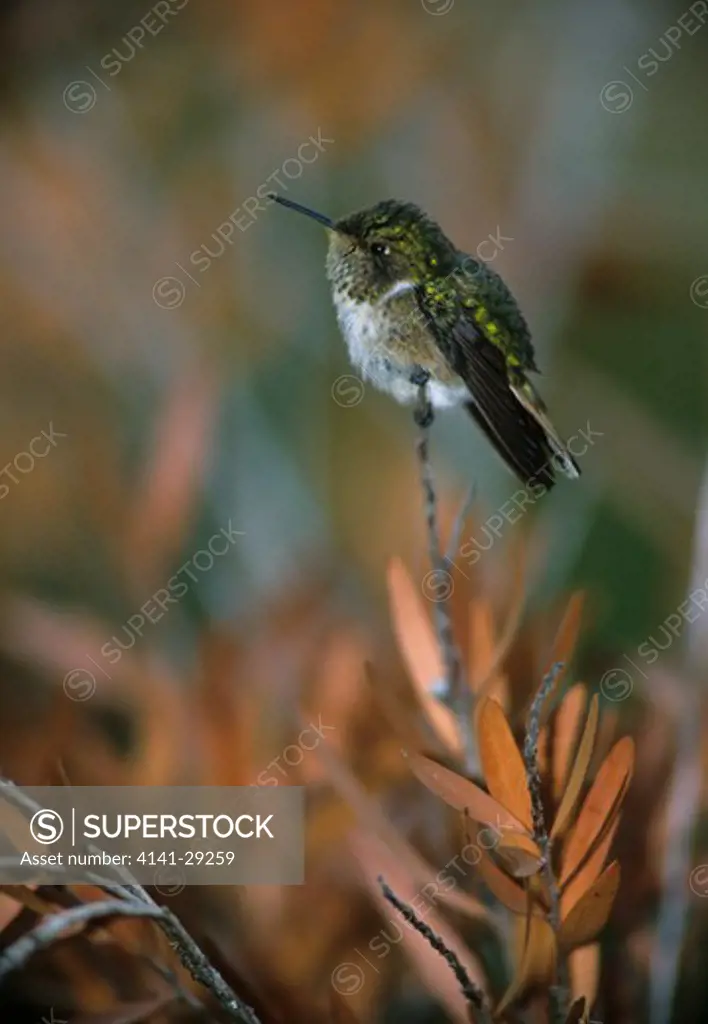 scintillant hummingbird selasphorus scintilla perched, costa rica.
