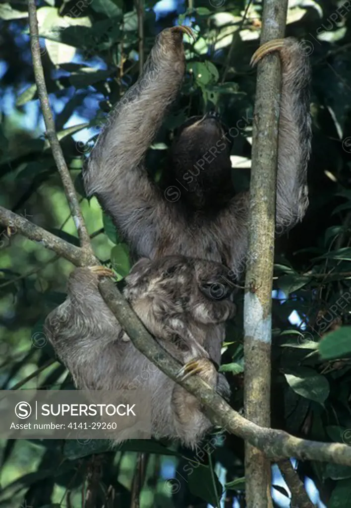 three-toed sloth bradypus variegatus female and young climbing tree, costa rica.