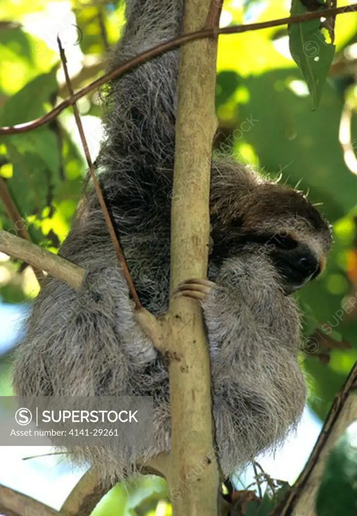 three-toed sloth bradypus variegatus in tree, costa rica.