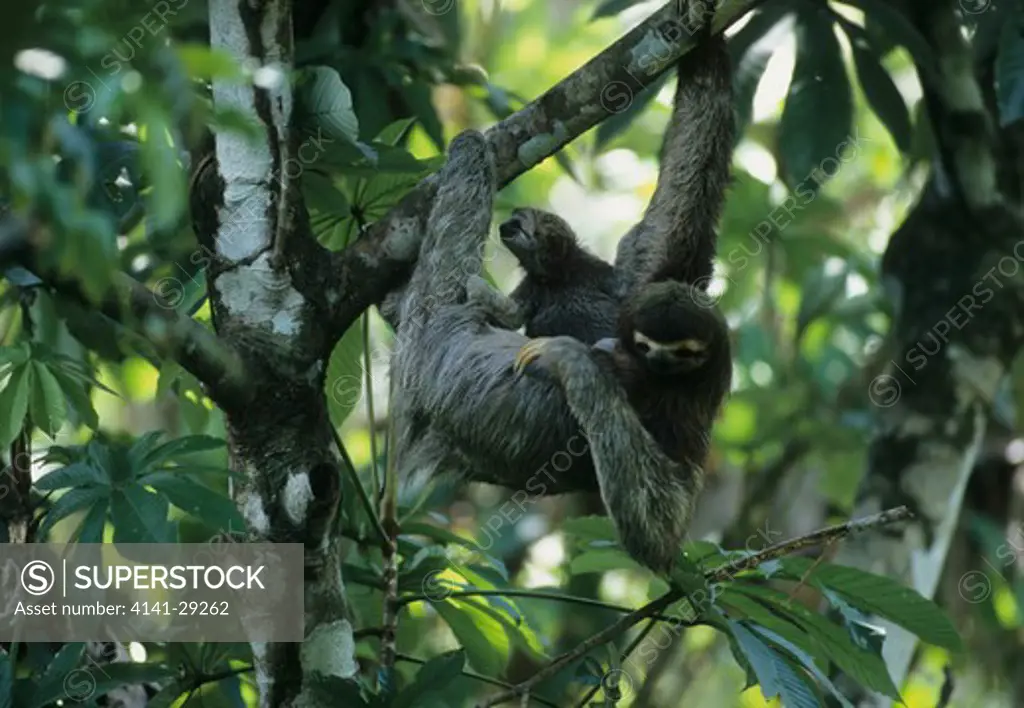 three-toed sloth bradypus variegatus female & young in tree, costa rica.