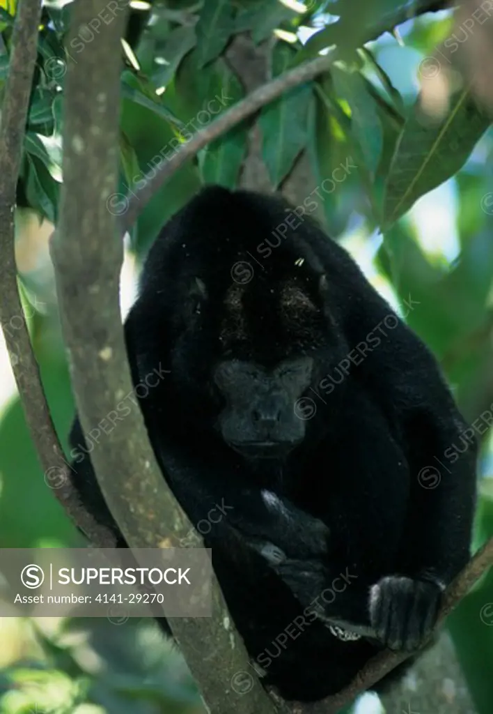 howler monkey alouatta palliata male sleeping in tree, costa rica.