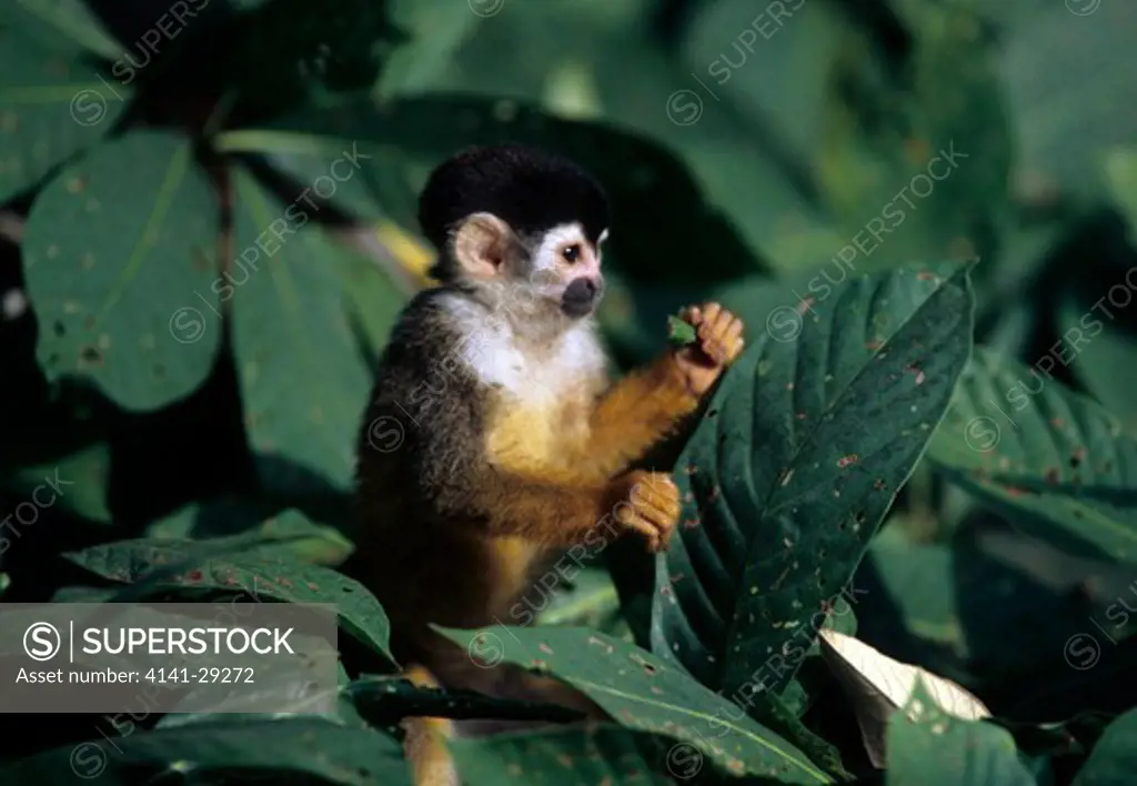 red-backed squirrel monkey saimiri oerstedii eating fruit, costa rica.