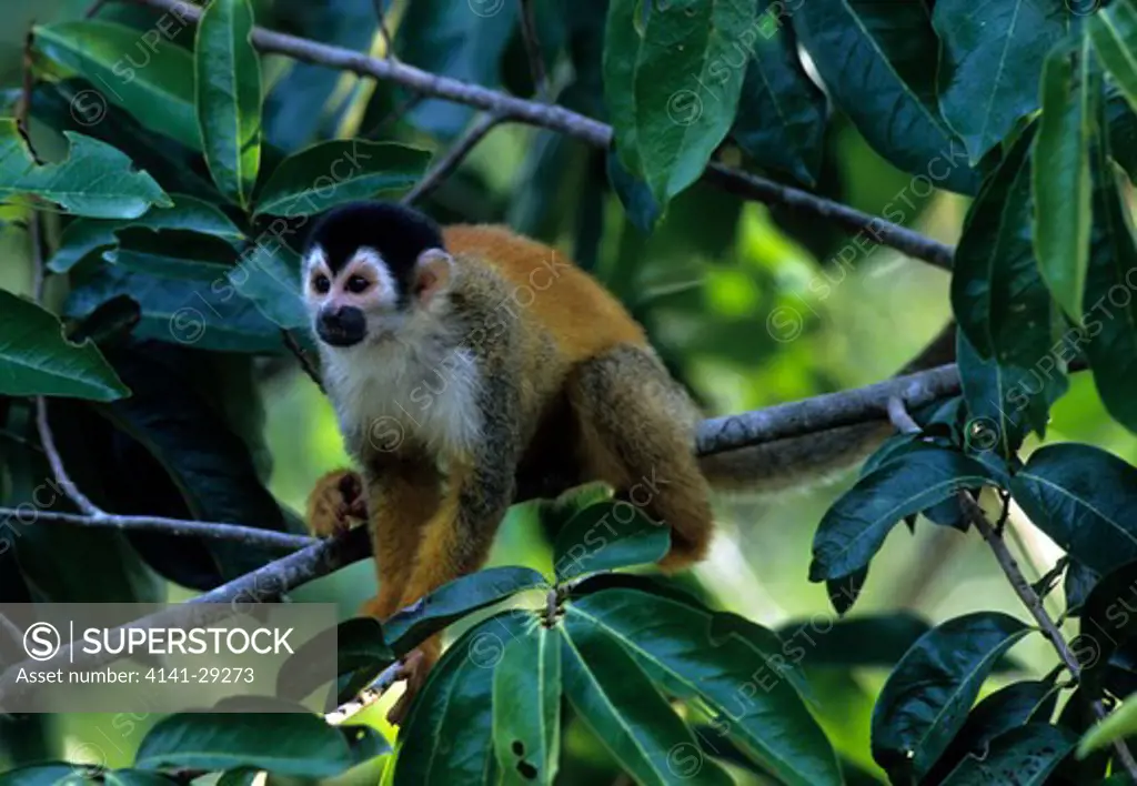red-backed squirrel monkey saimiri oerstedii in tree, costa rica.