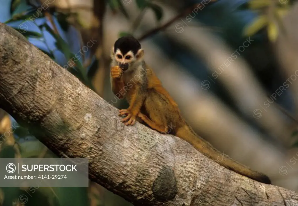 red-backed squirrel monkey saimiri oerstedii eating in tree, costa rica.