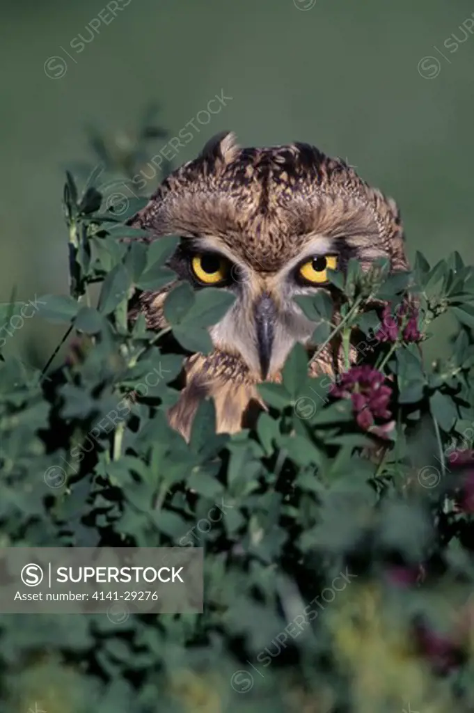 short-eared owl asio flammeus partially hidden in field of clover. alberta, canada.