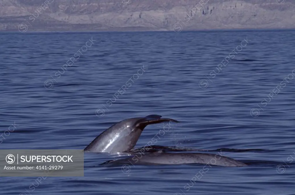 blue whale balaenoptera musculus two diving. sea of cortes, baja.