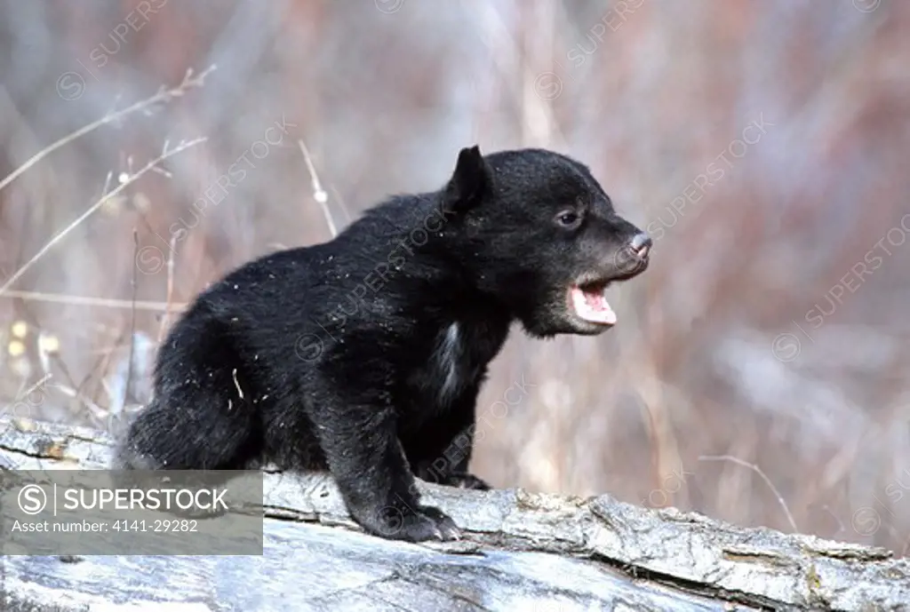 black bear ursus americanus young cub calling, montana, usa.