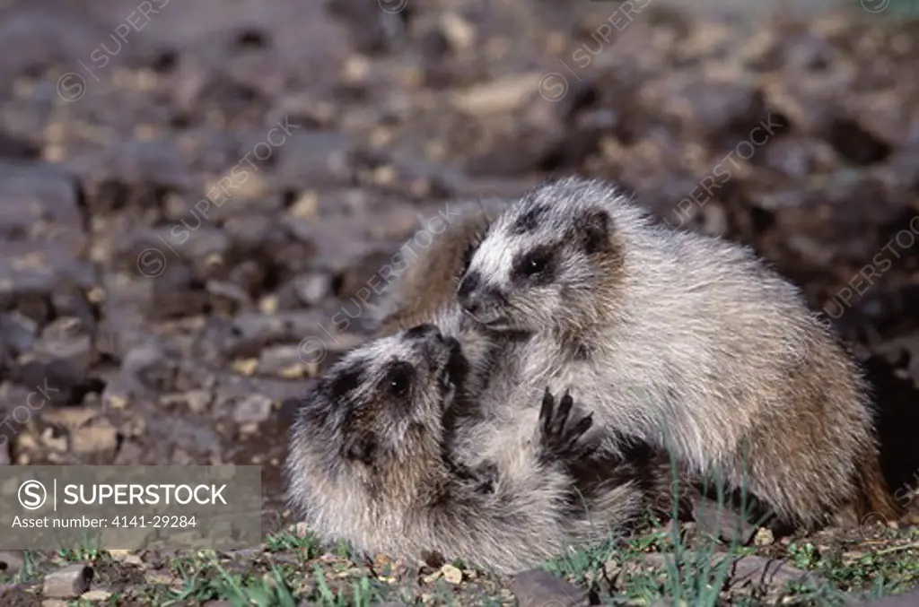 hoary marmot marmota caligata young playing. montana, usa.