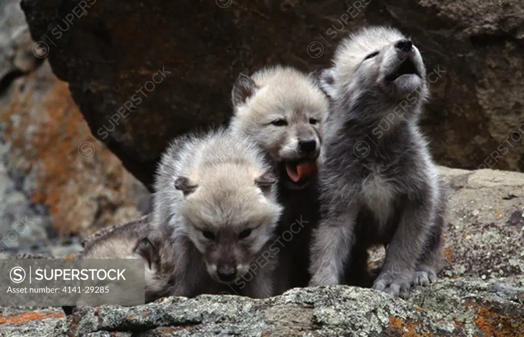 arctic wolf canis lupus three pups, one howling. 
