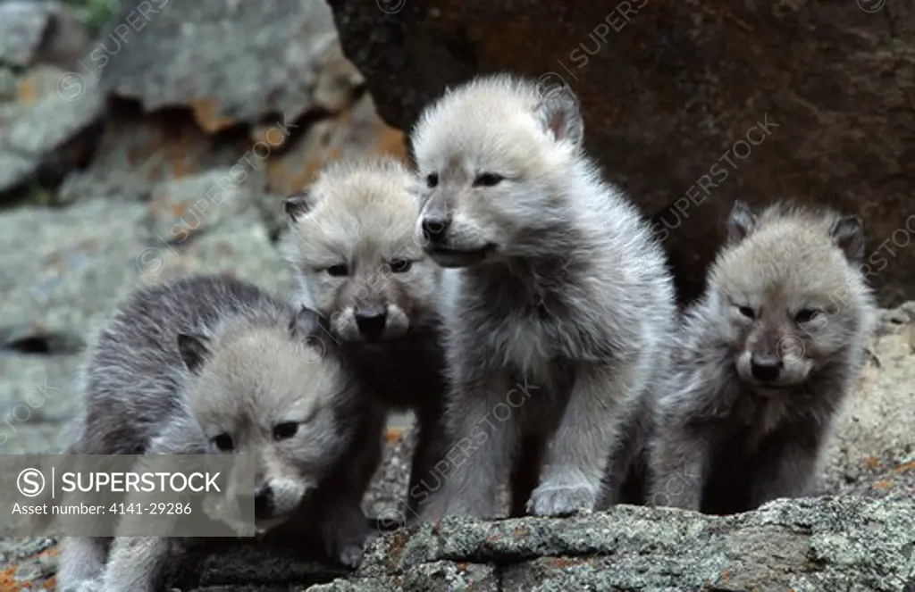 arctic wolf canis lupus four pups. 