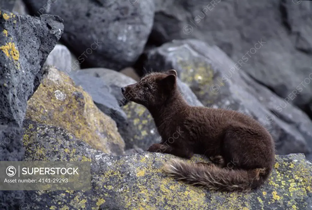 arctic fox vulpes lagopus waiting patiently under bird cliff . pribilof islands, alaska.