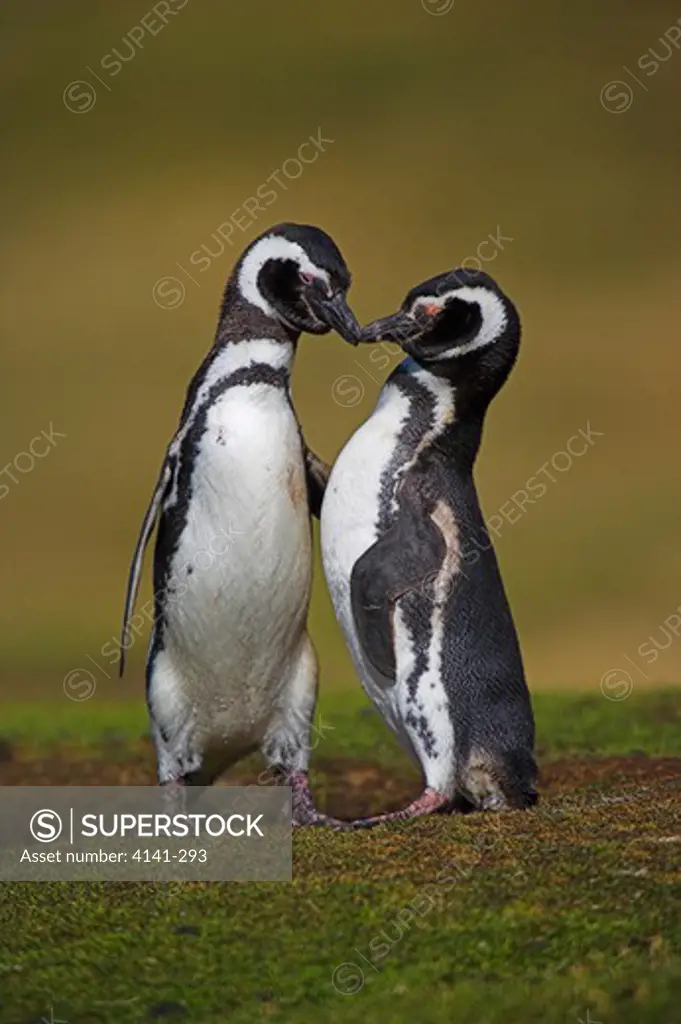 magellanic penguin courtship outside burrow spheniscus magellanicus falkland islands