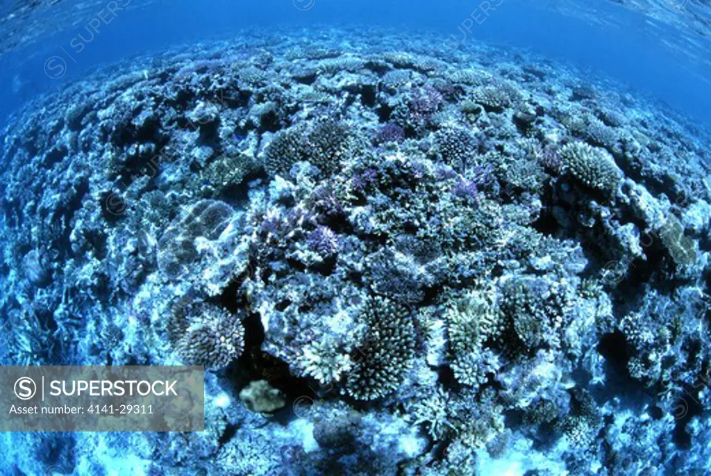 coral reef close to the shore. kingdom of tonga.