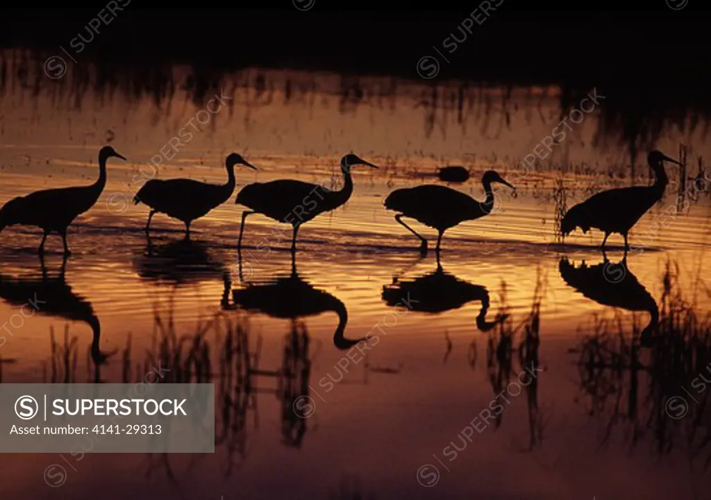sandhill crane grus canadensis five silhouetted at sunset. bosque del apache, new mexico.