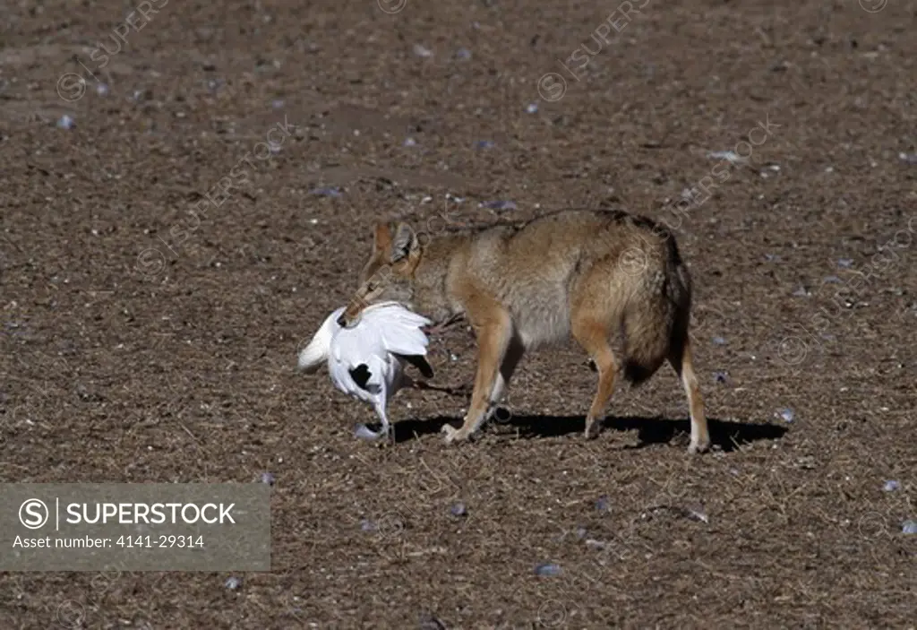 coyote canis latrans killing a snow goose chen caerulescens. bosque del apache, new mexico.