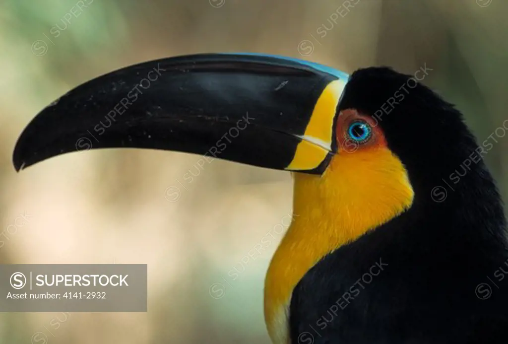 channel-billed toucan ramphastos vitellinus head detail. caratinga reserve, minas gerais, brazil 