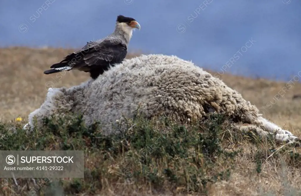 crested caracara polyborus plancas perched on dead sheep. chile.