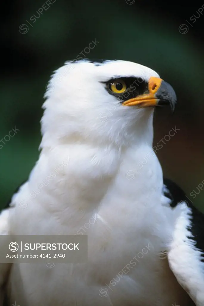 black and white hawk eagle spizaster melanoleucus atlantic rainforest of south eastern brazil
