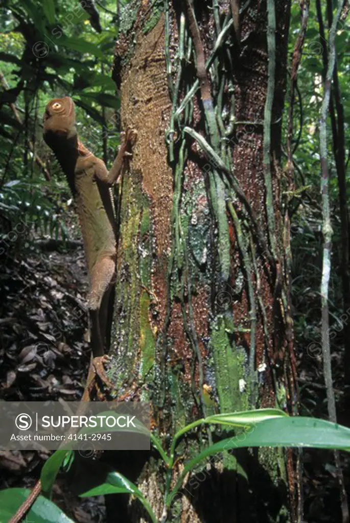 iguanid lizard on trunk of rainforest tree