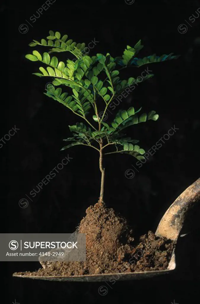 pau-brasil tree seedling caesalpinia echinata on spade, ready for planting. important lumber tree of atlantic rainforest, brazil