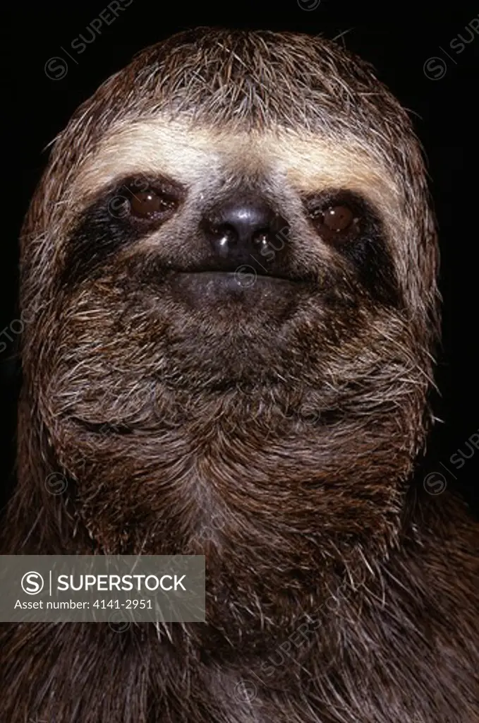 brown-throated three-toed sloth close-up of face bradypus variegatus amazonian brazil.