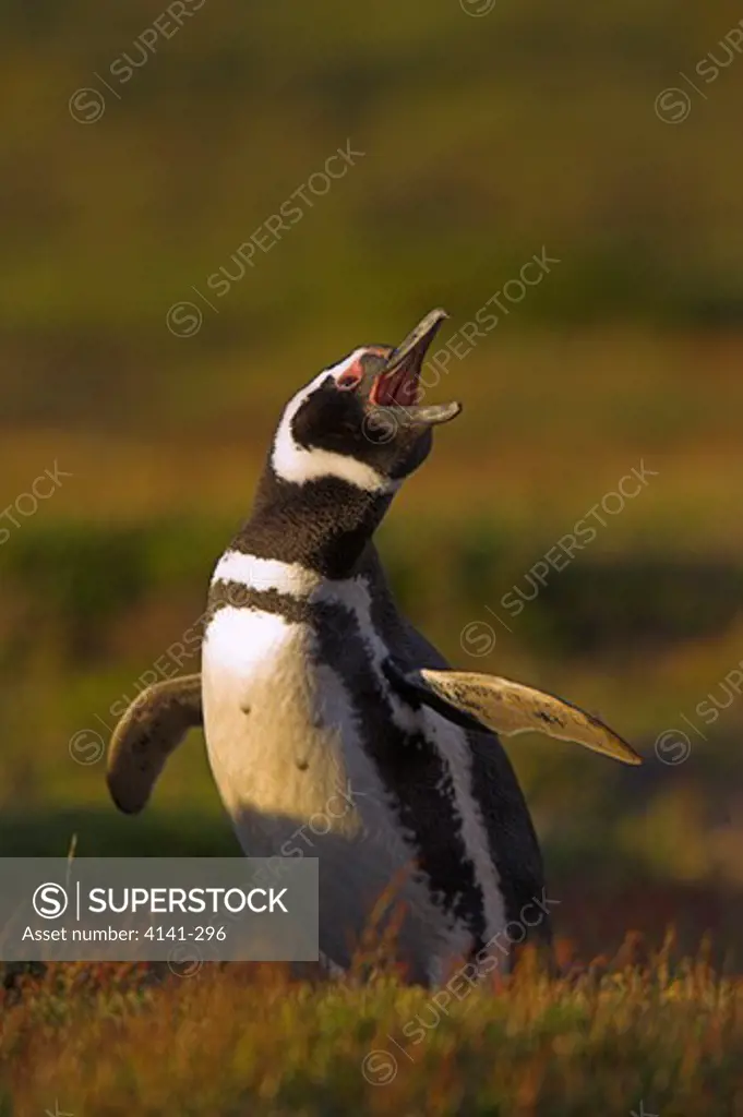 magellanic penguin calling outside burrow spheniscus magellanicus falkland islands