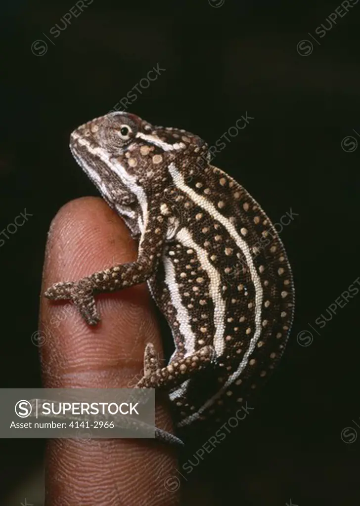 madagascar forest chameleon furcifer campani on human finger. madagascar 