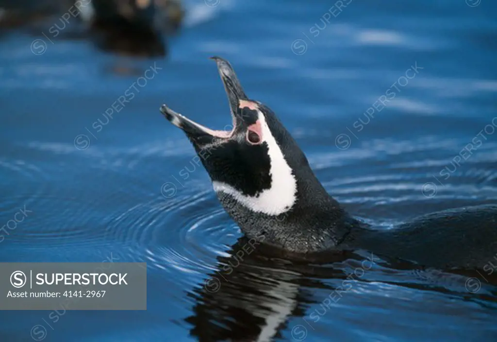 magellanic penguin calling spheniscus magellanicus while swimming. sea lion island, falkland islands, s.atlantic. 