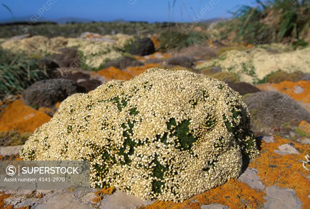 balsam bog in flower bolax gummifera new island, falkland islands, south atlantic