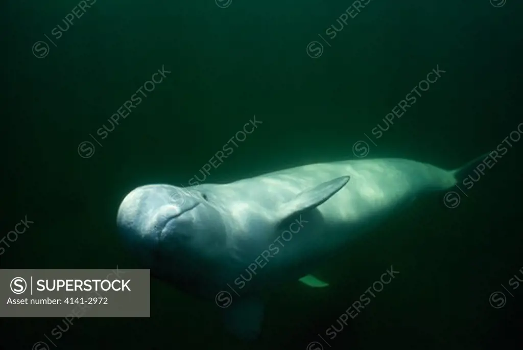 beluga whale underwater delphinapterus leucas churchill river, hudson bay, manitoba, canada.