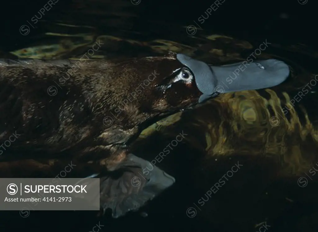 platypus or duck-billed platypus ornithorhynchus anatinus head detail. tasmania. egg-laying mammal